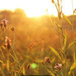 أذكار الصباح