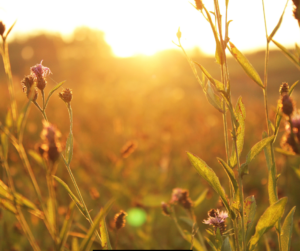 أذكار الصباح