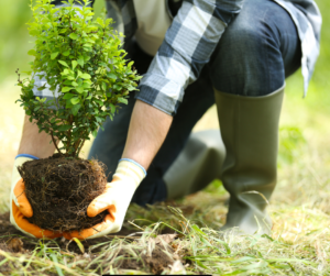 زراعة الأشجار